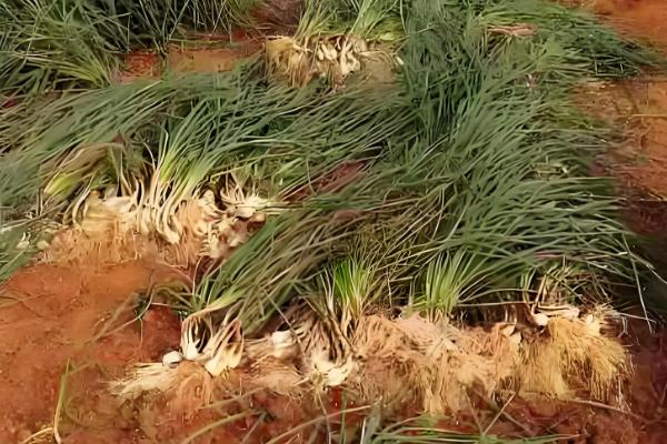 藠头是什么，是中国南方地区的一种蔬菜