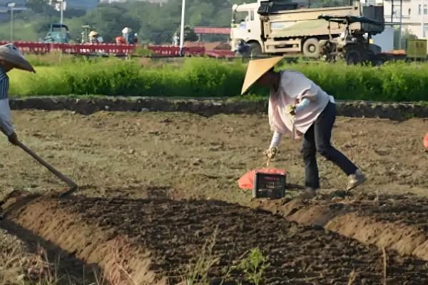 藠头是什么，是中国南方地区的一种蔬菜