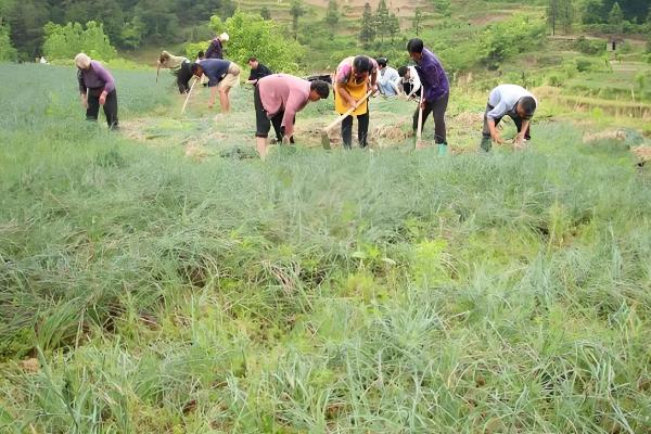 藠头是什么，是中国南方地区的一种蔬菜