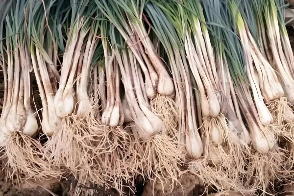 藠头是什么，是中国南方地区的一种蔬菜