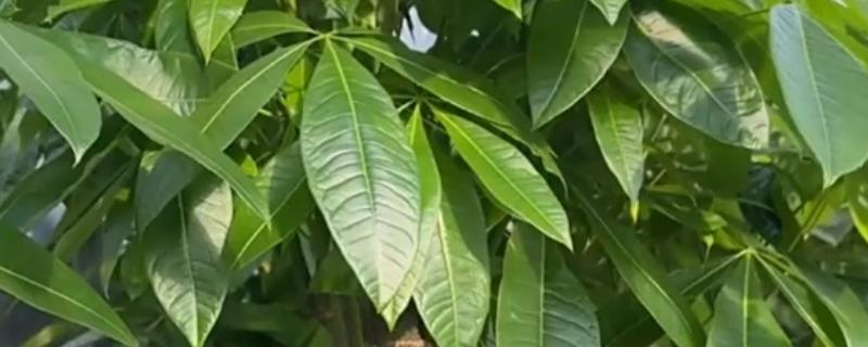 发财树为什么叶尖焦了，可能是光照过强所致