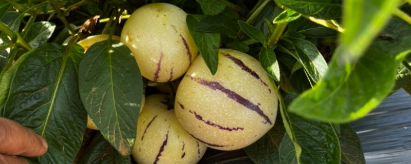 人参果是杂交出来的吗,并非杂交品种