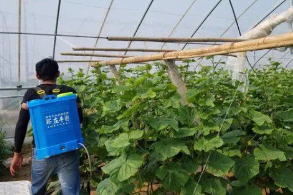 黄瓜霜霉病怎么防治,交替喷施百菌清、甲霜灵锰锌等药物