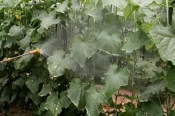 黄瓜霜霉病怎么防治,交替喷施百菌清、甲霜灵锰锌等药物
