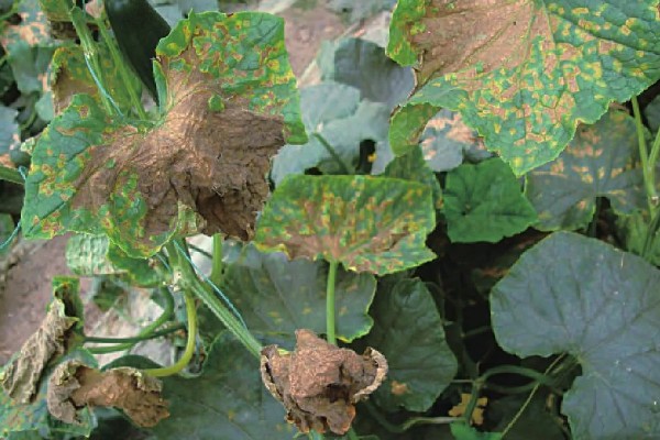 黄瓜霜霉病怎么防治,交替喷施百菌清、甲霜灵锰锌等药物