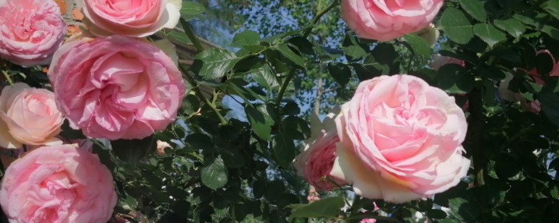 月季涝根的表现,会导致枝叶逐渐发软发焉