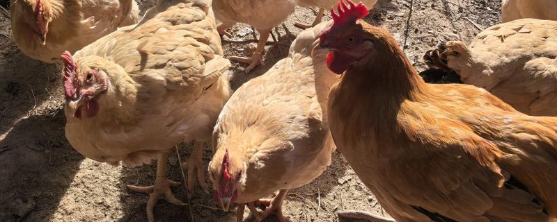 鸡虱子的外形特点,雌虫为1.8-2.1毫米