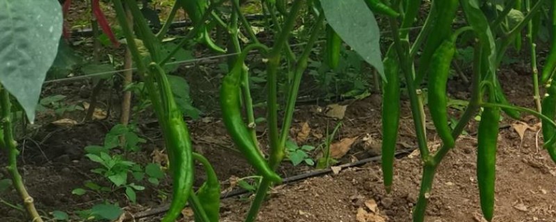 辣椒怎么种植，株行距为33×33厘米