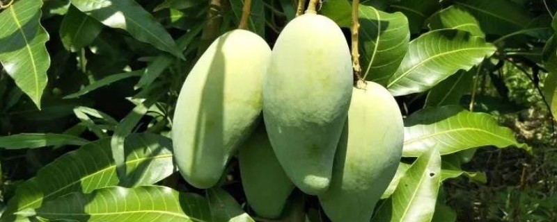 芒果角斑病的危害症状，染病后花杆会裂开