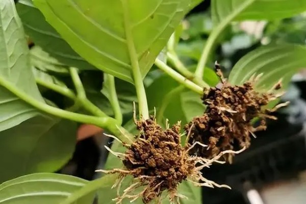 绣球花怎么分株,在早春进行为佳