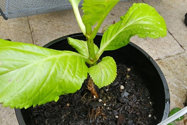 绣球花怎么分株,在早春进行为佳