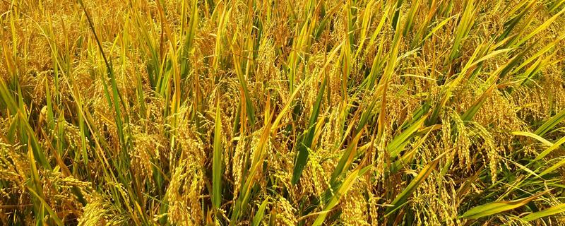 谷物类的植物有哪些，有水稻、小麦等