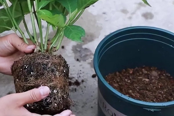 绣球花怎么分株,在早春进行为佳