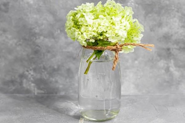 绣球花怎么分株,在早春进行为佳