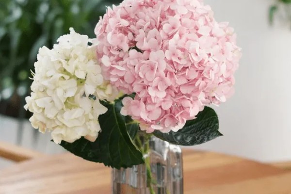 绣球花怎么分株,在早春进行为佳