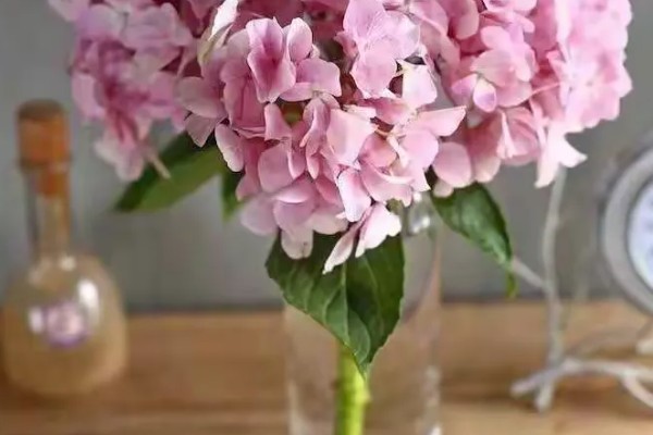 绣球花怎么分株,在早春进行为佳