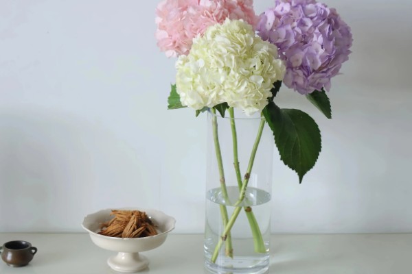 绣球花怎么分株,在早春进行为佳