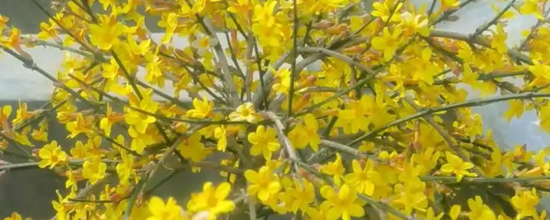 迎春花怎么养殖，每隔半个月追施一次氮肥