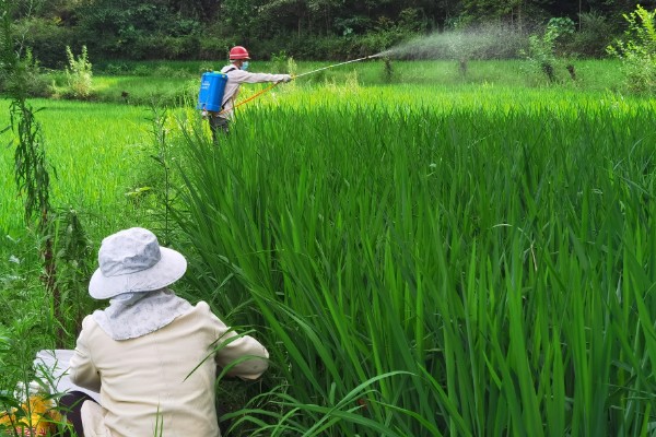 毒死蜱对玉米有药害吗，对玉米不会产生什么药害