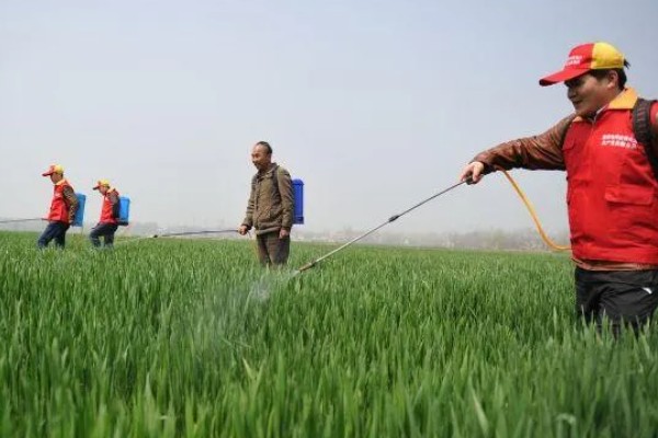 毒死蜱对玉米有药害吗，对玉米不会产生什么药害
