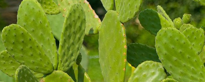 仙人掌怎样扦插,在春秋两季进行为佳