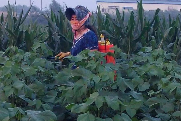 毒死蜱对玉米有药害吗，对玉米不会产生什么药害