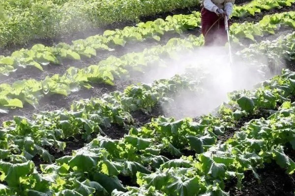 毒死蜱对玉米有药害吗，对玉米不会产生什么药害