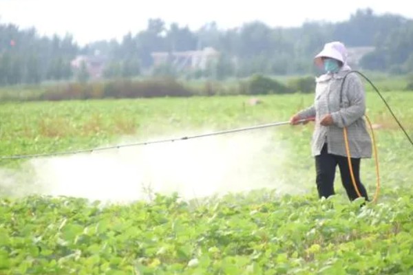 毒死蜱对玉米有药害吗，对玉米不会产生什么药害