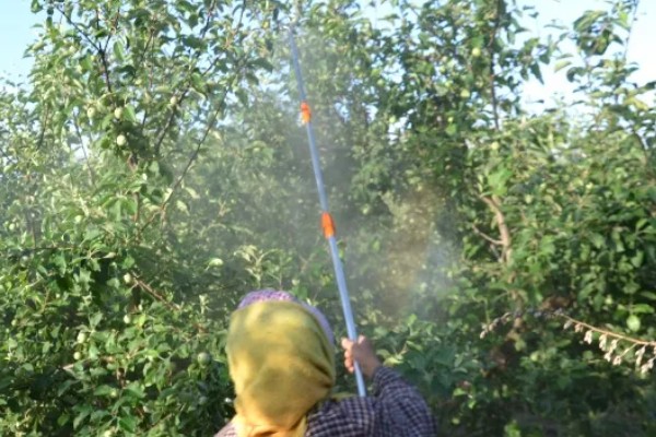 毒死蜱对玉米有药害吗，对玉米不会产生什么药害