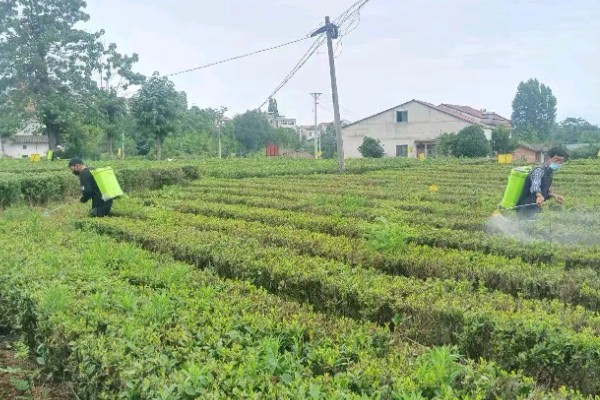 毒死蜱对玉米有药害吗，对玉米不会产生什么药害