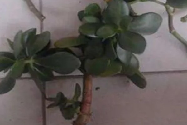 碧玉莲如何上盆,上盆前及时摘除干枯老叶