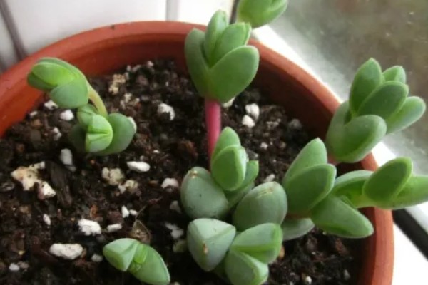 碧玉莲如何上盆,上盆前及时摘除干枯老叶