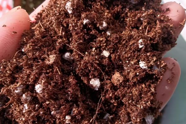 桃花2月份会不会开放，南方地区的桃花可在2月下旬绽放