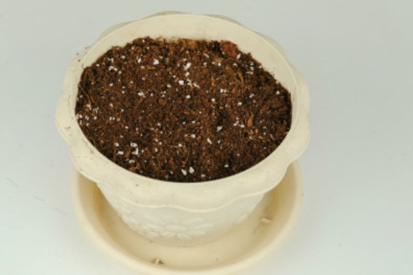 碧玉莲如何上盆,上盆前及时摘除干枯老叶