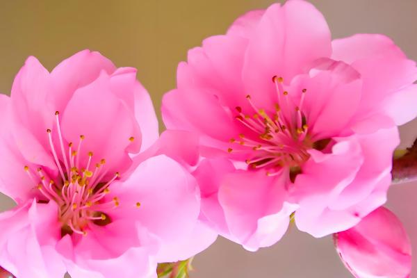 桃花2月份会不会开放，南方地区的桃花可在2月下旬绽放