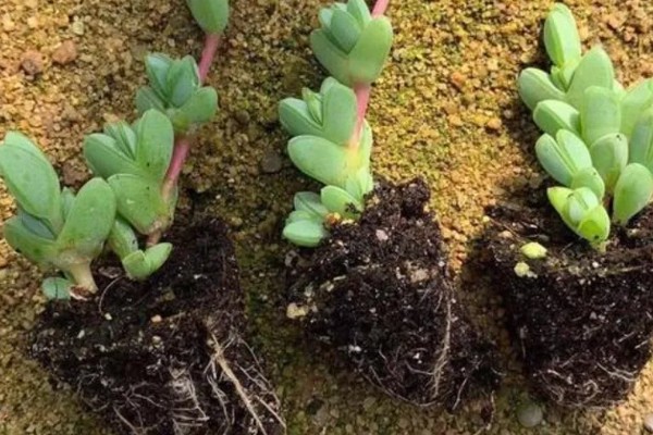 碧玉莲如何上盆,上盆前及时摘除干枯老叶