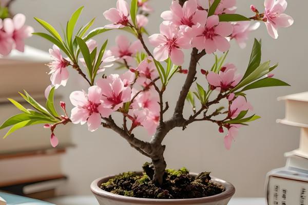 桃花2月份会不会开放，南方地区的桃花可在2月下旬绽放