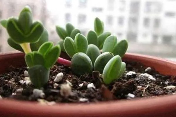 碧玉莲如何上盆,上盆前及时摘除干枯老叶