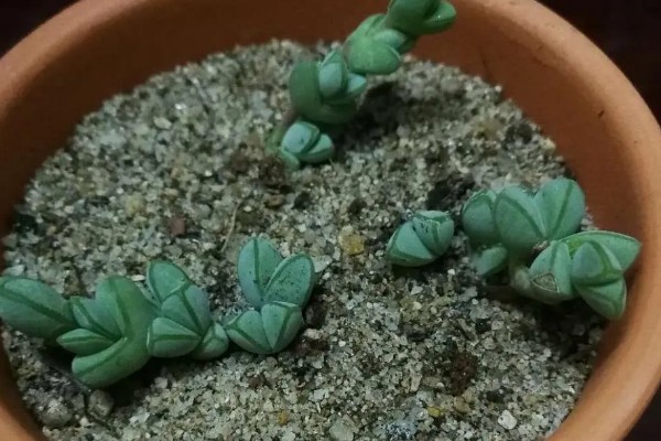 碧玉莲如何上盆,上盆前及时摘除干枯老叶