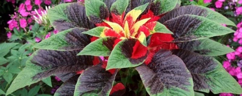 老来俏花如何浇水，夏季要经常在植株周围洒水