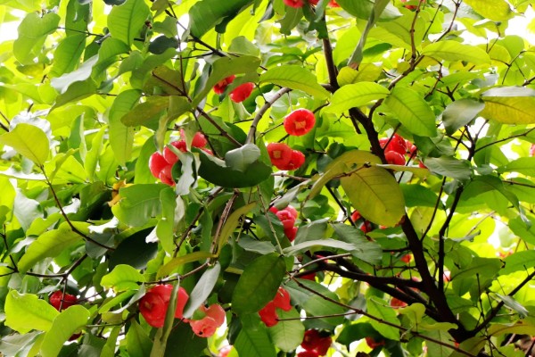 洋蒲桃的简介,属于桃金娘科、蒲桃属常绿乔木