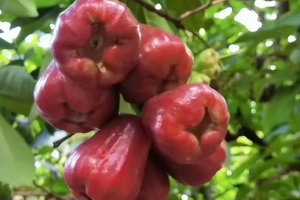 洋蒲桃的简介,属于桃金娘科、蒲桃属常绿乔木