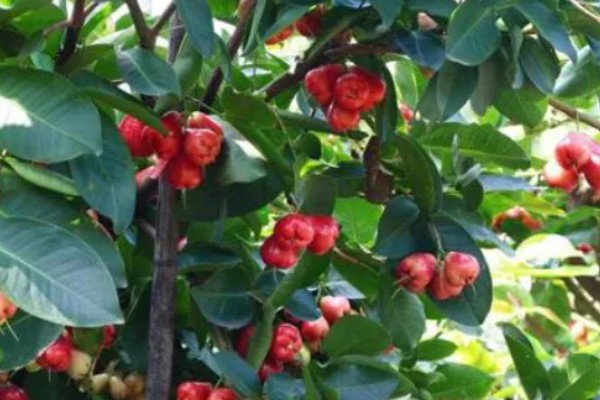 洋蒲桃的简介,属于桃金娘科、蒲桃属常绿乔木