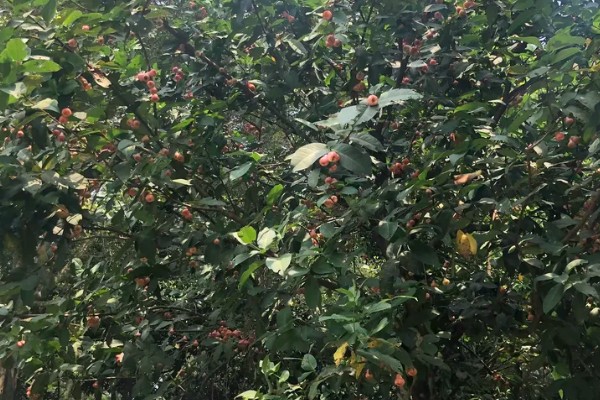 洋蒲桃的简介,属于桃金娘科、蒲桃属常绿乔木