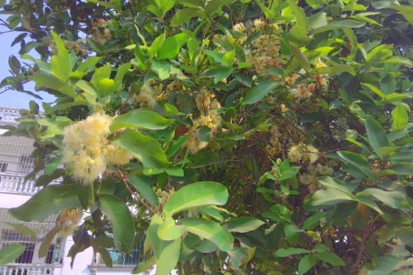 洋蒲桃的简介,属于桃金娘科、蒲桃属常绿乔木