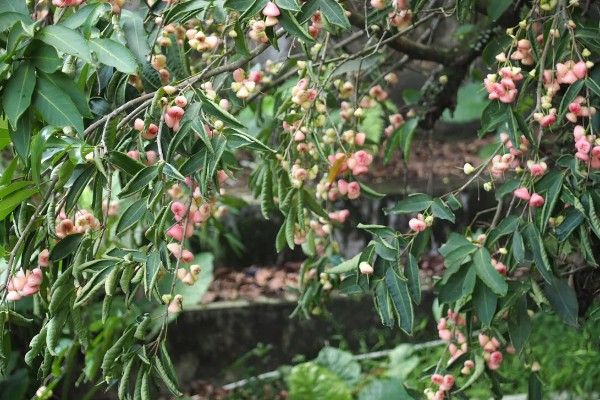 洋蒲桃的简介,属于桃金娘科、蒲桃属常绿乔木