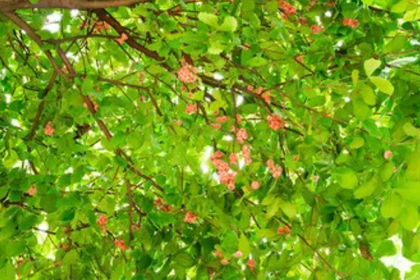 洋蒲桃的简介,属于桃金娘科、蒲桃属常绿乔木