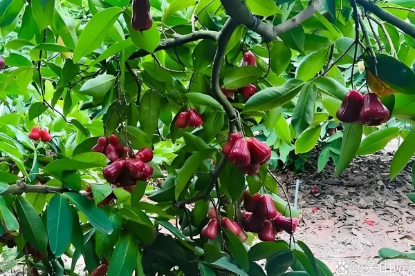 洋蒲桃的简介,属于桃金娘科、蒲桃属常绿乔木