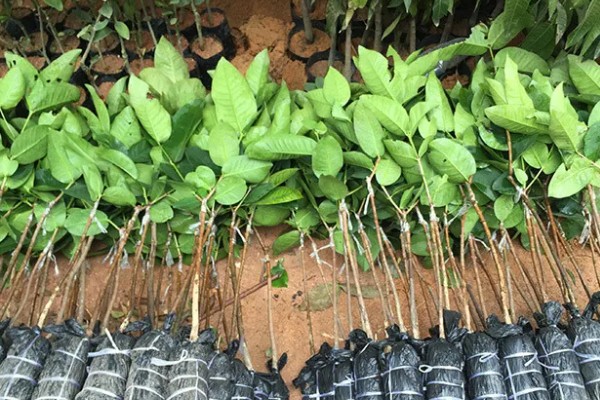 洋蒲桃的简介,属于桃金娘科、蒲桃属常绿乔木