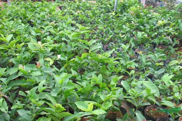 洋蒲桃的简介,属于桃金娘科、蒲桃属常绿乔木